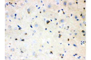 Immunohistochemistry (IHC) image for anti-Amyloid beta (A4) Precursor-Like Protein 1 (APLP1) (AA 82-112), (N-Term) antibody (ABIN3043786)