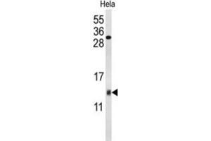 Western Blotting (WB) image for anti-Cytochrome C Oxidase Subunit Va (COX5A) antibody (ABIN3004055) (COX5A Antikörper)