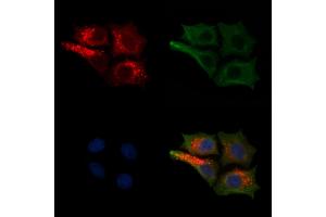 ABIN7094417 and ABIN7098464 staining HepG2 cells(30 min of 4uM Forskolin treatment) by IF/ICC.