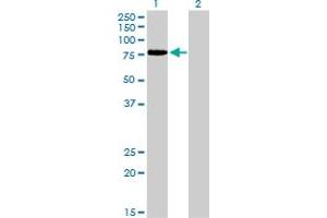 Western Blotting (WB) image for anti-Transcription Factor 12 (TCF12) (AA 364-454) antibody (ABIN598964) (TCF12 Antikörper  (AA 364-454))