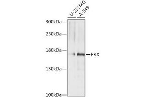 Western blot analysis of extracts of various cell lines, using PRX antibody (ABIN7269215) at 1:1000 dilution. (Periaxin Antikörper  (AA 1250-1350))