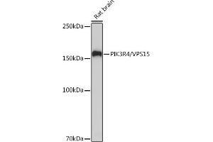 Western blot analysis of extracts of Rat brain, using PIK3R4/VPS15 Rabbit mAb (ABIN7269322) at 1:1000 dilution. (PIK3R4 Antikörper)