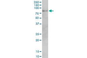 MFN2 monoclonal antibody (M01), clone 6A8. (MFN2 Antikörper  (AA 661-757))