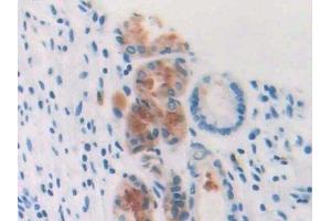 Detection of PFN3 in Human Stomach Tissue using Polyclonal Antibody to Profilin 3 (PFN3) (Profilin 3 Antikörper  (AA 1-133))