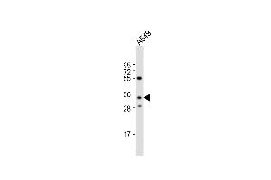 Anti-RPH3AL Antibody (C-term) at 1:1000 dilution + A549 whole cell lysate Lysates/proteins at 20 μg per lane. (RPH3AL Antikörper  (C-Term))