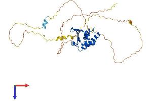 Protein Tob1 (TOB1) (AA 1-362) protein (His tag)