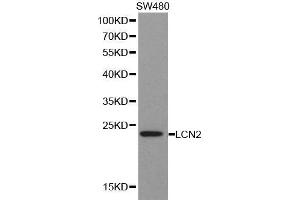 Western blot analysis of extracts of SW480 cell lines, using LCN2 antibody. (Lipocalin 2 Antikörper  (AA 21-198))