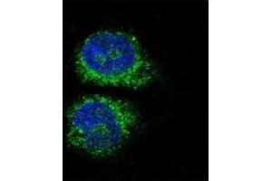 Immunofluorescence (IF) image for anti-Nuclear Receptor Subfamily 4, Group A, Member 2 (NR4A2) (AA 13-42) antibody (ABIN3032065)