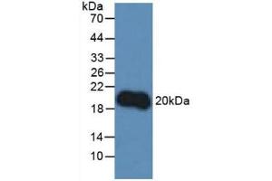 Figure. (IL-10 Antikörper  (AA 19-178))