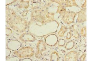 Immunohistochemistry of paraffin-embedded human kidney tissue using ABIN7165578 at dilution of 1:100 (Family with Sequence Similarity 92, Member A (FAM92A) (AA 1-271) Antikörper)