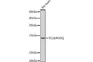 Western blot analysis of extracts of Rat heart, using TC10/RHOQ Rabbit mAb (ABIN7269869) at 1:1000 dilution. (RHOQ Antikörper)