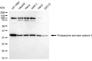 Western blotting analysis using Proteasome activator subunit 1 antibody (ABIN7799957). (Rekombinanter LACBIDRAFT 301065 Antikörper  (Subunit 1))