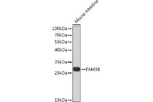 Western blot analysis of extracts of Mouse intestine, using FB Rabbit pAb  at 1:1000 dilution. (FAM3B Antikörper  (AA 30-235))