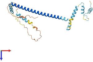 CLTA Protein (AA 1-248) (His tag)