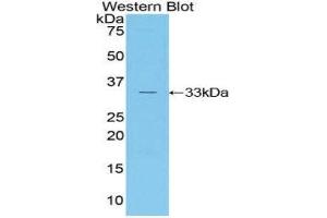 Western Blotting (WB) image for anti-RAR-Related Orphan Receptor C (RORC) (AA 212-461) antibody (ABIN1860466) (RORC Antikörper  (AA 212-461))