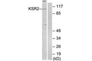 Western Blotting (WB) image for anti-Kinase Suppressor of Ras 2 (KSR2) (AA 671-720) antibody (ABIN2889646) (KSR2 Antikörper  (AA 671-720))