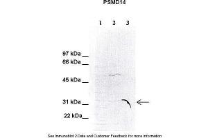 Human HeLa, Mouse liver; . (PSMD14 Antikörper  (C-Term))