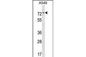 HKR1 Antibody (N-term) (ABIN1539036 and ABIN2850182) western blot analysis in A549 cell line lysates (35 μg/lane). (HKR1 Antikörper  (N-Term))