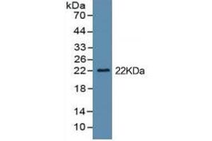 Western Blotting (WB) image for Interleukin 1, beta (IL1B) ELISA Kit (ABIN6574166)