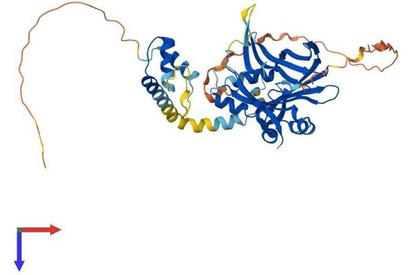 TEAD1 Protein (AA 1-426) (His tag)