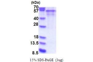 SERPIND1 Protein (AA 58-499) (His tag)