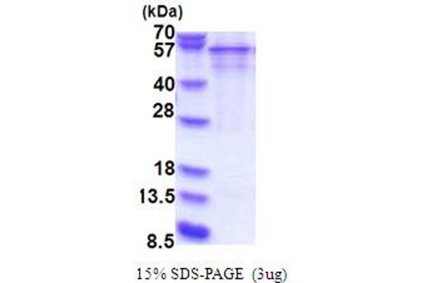 SERPIND1 Protein (AA 58-499) (His tag)