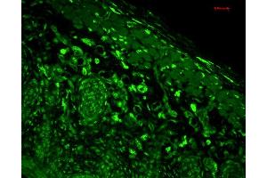 Immunohistochemistry analysis using Mouse Anti-HO-1 Monoclonal Antibody, Clone 1F12-A6 . (HMOX1 Antikörper  (AA 1-30) (Atto 390))
