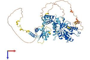 SRPRA (AA 1-638) protein (His tag)