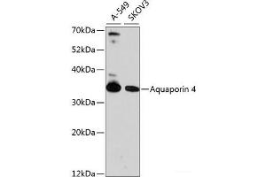 Western blot analysis of extracts of various cell lines using Aquaporin 4 Polyclonal Antibody at dilution of 1:1000. (Aquaporin 4 Antikörper)