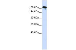 Western Blotting (WB) image for anti-Remodeling and Spacing Factor 1 (RSF1) antibody (ABIN2459232)