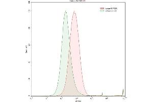 Detection of ANP32A in Raji human Burkitt's lymphoma cell line using Polyclonal Antibody to Acidic Nuclear Phosphoprotein 32 Family, Member A (ANP32A) (PHAP1 Antikörper  (AA 2-175))
