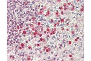 Anti-SERPINB1 antibody IHC staining of human spleen, neutrophils. (SERPINB1 Antikörper  (AA 130-143))
