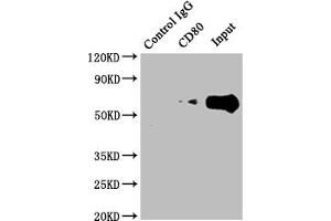 Immunoprecipitating CD80 in Raji whole cell lysate Lane 1: Rabbit control IgG instead of ABIN7127410 in Raji whole cell lysate. (Rekombinanter CD8 Antikörper)