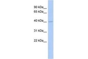 Image no. 1 for anti-Coenzyme Q2 Homolog, Prenyltransferase (COQ2) (AA 288-337) antibody (ABIN6743446) (COQ2 Antikörper  (AA 288-337))