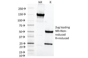 SDS-PAGE Analysis of Purified, BSA-Free MAML2 Antibody (clone MAML2/1302). (MAML2 Antikörper)