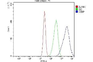 Flow Cytometry analysis of CACO-2 cells using anti-CEBP Alpha/CEBPA antibody (ABIN7599996). (CEBPA Antikörper  (AA 138-221))
