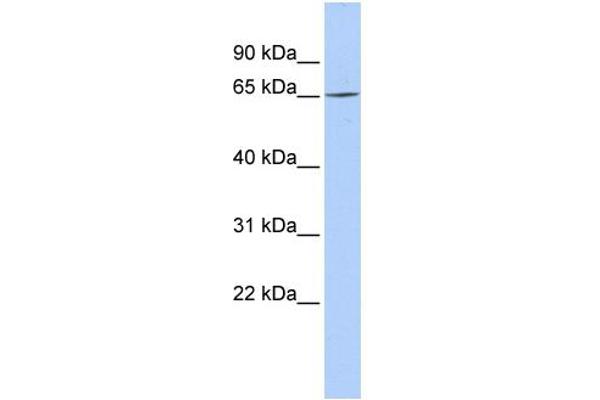 ARNTL2 Antikörper  (N-Term)
