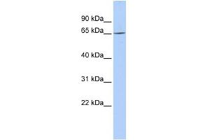 WB Suggested Anti-ARNTL2 Antibody Titration:  0. (ARNTL2 Antikörper  (N-Term))