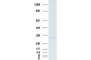 Validation with Western Blot (PHAP1 Protein (Myc-DYKDDDDK Tag))