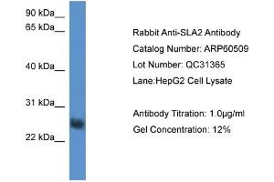 WB Suggested Anti-SLA2  Antibody Titration: 0. (SLAP2 Antikörper  (Middle Region))