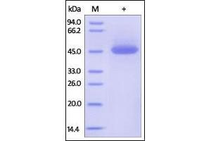 SDS-PAGE (SDS) image for Tumor Necrosis Factor Receptor Superfamily, Member 10a (TNFRSF10A) (AA 24-239) protein (Fc Tag) (ABIN2181864)