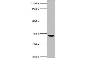 Western blot All lanes: Erythrocyte band 7 integral membrane protein antibody at 5 μg/mL + Mouse liver tissue Secondary Goat polyclonal to rabbit IgG at 1/10000 dilution Predicted band size: 32, 14 kDa Observed band size: 32 kDa (Stomatin Antikörper  (AA 55-288))