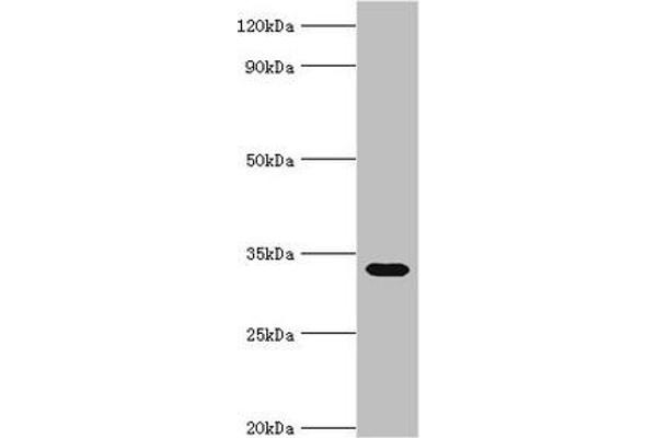 Stomatin anticorps  (AA 55-288)