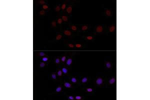 Immunofluorescence analysis of NIH/3T3 cells using TMPO Rabbit pAb (ABIN3016206, ABIN3016207, ABIN3016208, ABIN1683056 and ABIN1683057) at dilution of 1:50 (40x lens). (Thymopoietin Antikörper  (AA 1-410))
