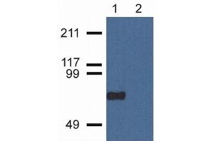 Flow Cytometry (FACS) image for anti-Copine VII (CPNE7) (C-Term) antibody (ABIN263922)