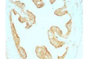 Immunohistochemical staining (Formalin-fixed paraffin-embedded sections) of rat ovary with Cytokeratin monoclonal antibody, clone KRT/457 .