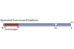 Image no. 3 for anti-Cadherin 4 (CDH4) (AA 22-201) antibody (ABIN967954) (Cadherin 4 Antikörper  (AA 22-201))