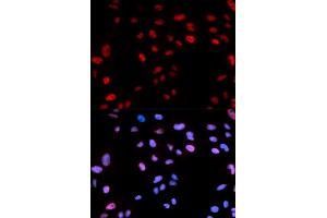 Immunofluorescence (IF) image for anti-Histone Cluster 1, H3b (HIST1H3B) (pThr12) antibody (ABIN1870229) (Histone H3.1 Antikörper  (pThr12))