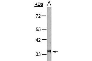 WB Image Sample(30 μg of whole cell lysate) A:HeLa S3 , 10% SDS PAGE antibody diluted at 1:1000 (Leukotriene B4 Receptor/BLT Antikörper)