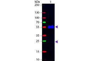 Western Blot of Fluorescein conjugated Goat anti-Mouse IgG1 (Gamma 1 chain) Pre-adsorbed secondary antibody. (Ziege anti-Maus IgG1 (Heavy Chain) Antikörper (FITC) - Preadsorbed)